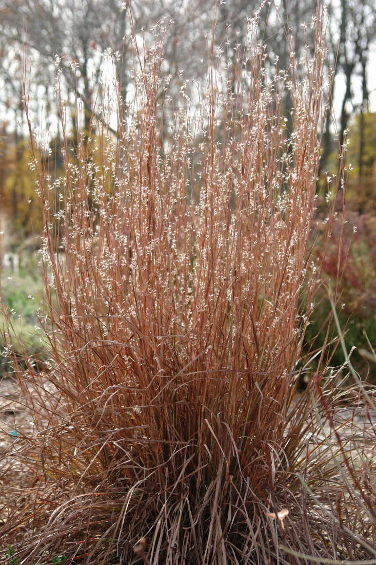 Schizachyrium Scoparium ‘Standing Ovation’, a grass whose range of color from early summer through winter is striking; photograph via North Creek Nurseries.